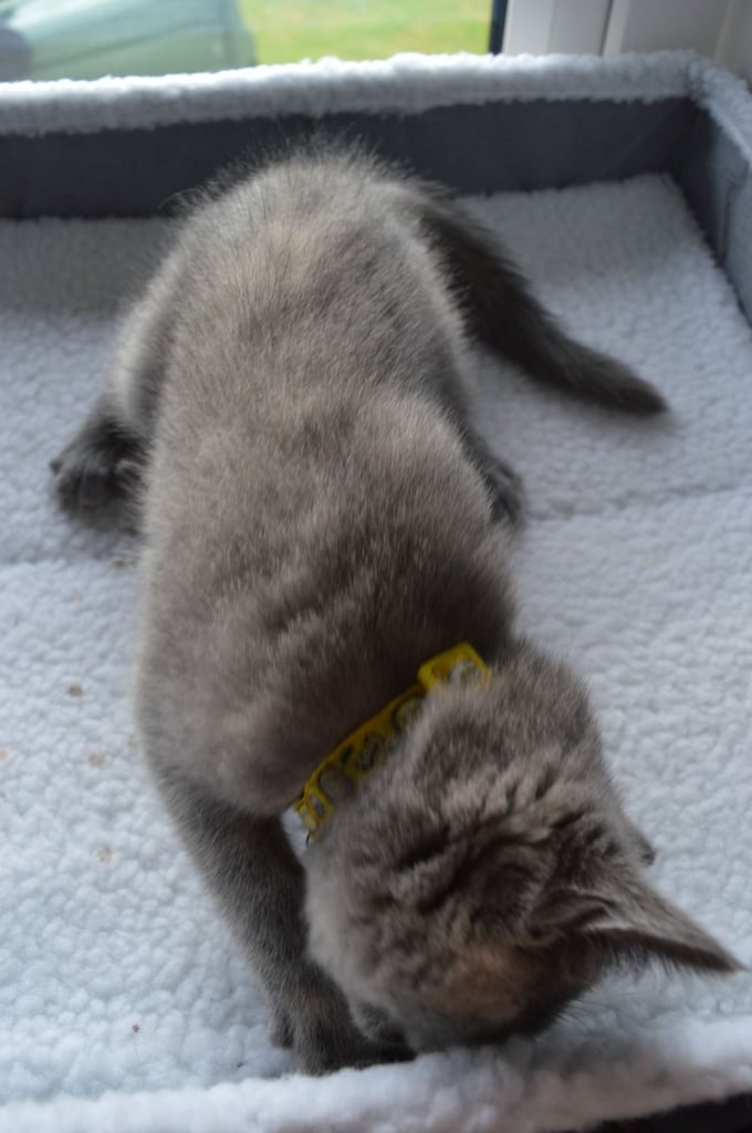 🐾 Adorable British Shorthair Kitten Girl ❤️