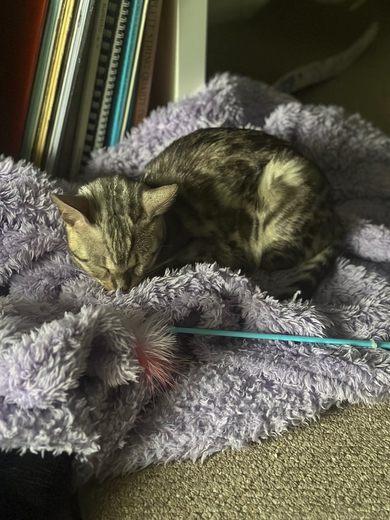 Beautiful bengal cat for sale
