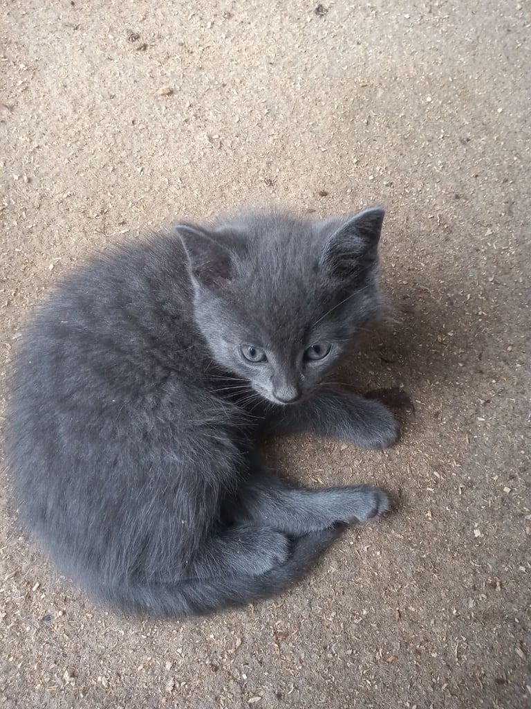 image for Kittens