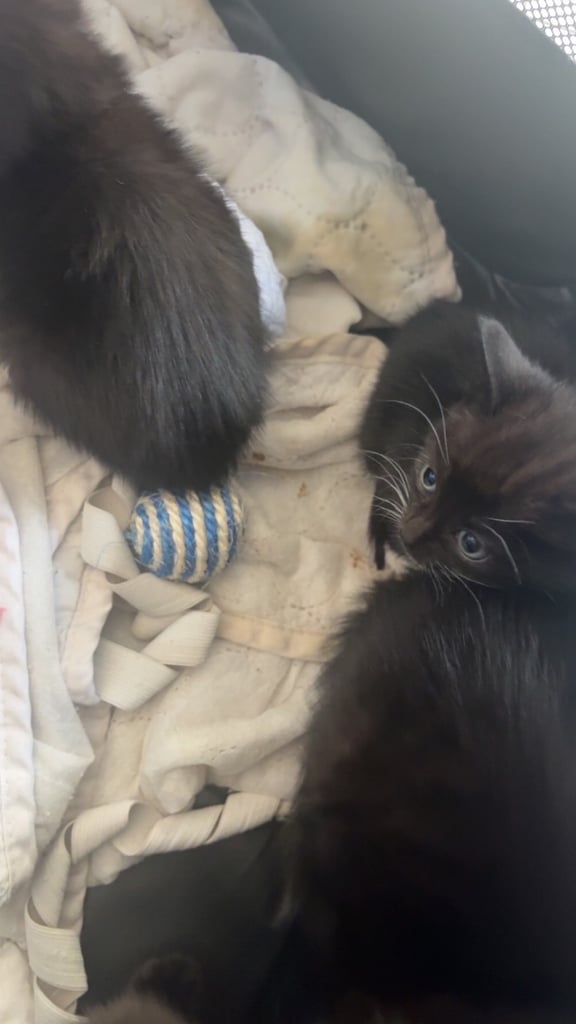 Kittens for sale 