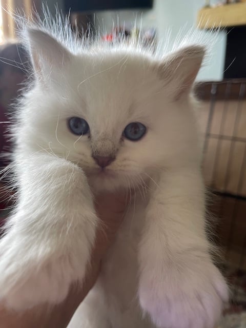 Ragdoll kittens for sale 4 boys left 