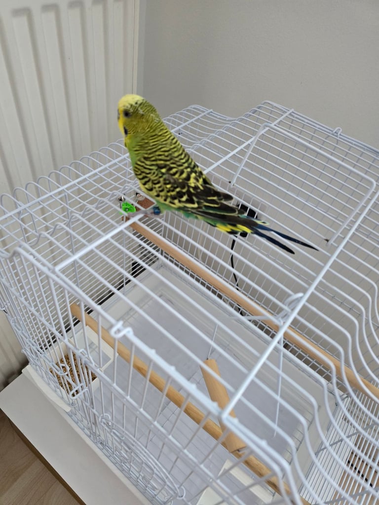 Male budgie and cage for sale