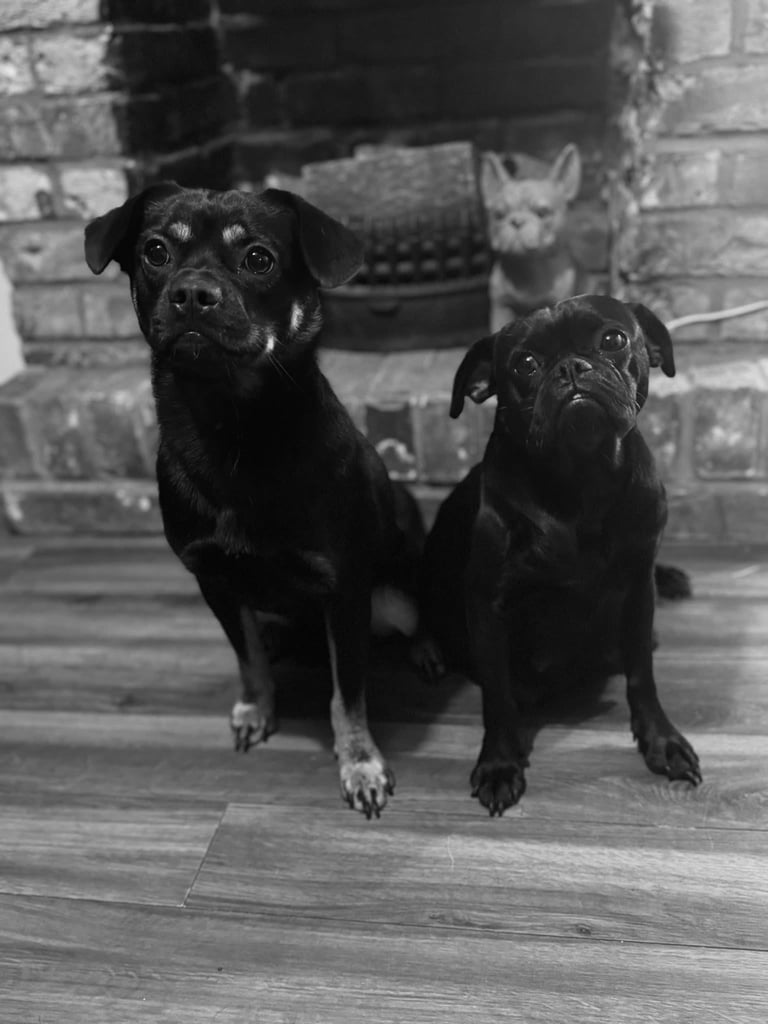 Pug puppies for sale