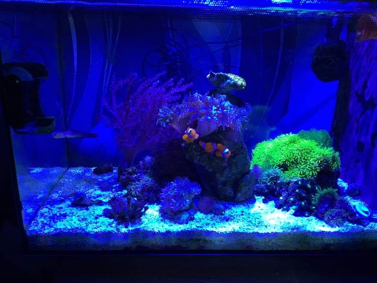 Contents of fish tank and accessories 