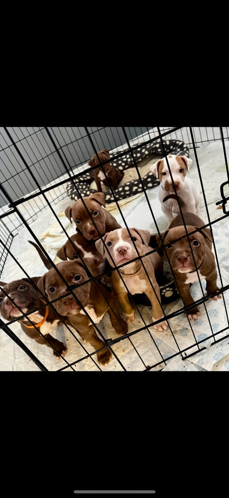Staffy mix pups