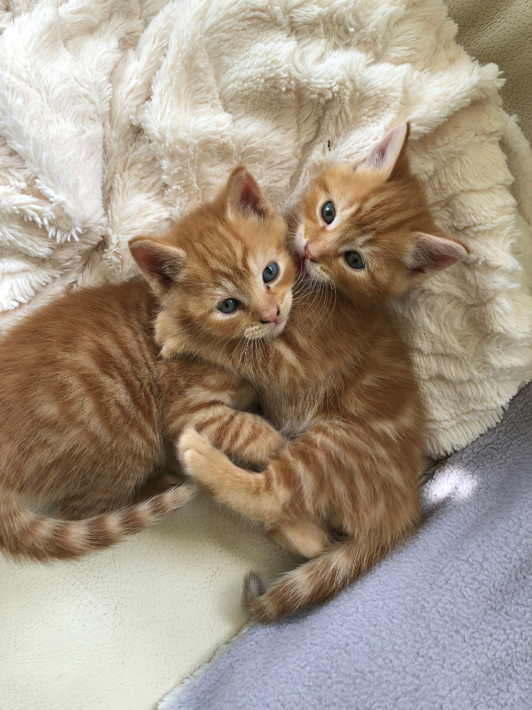3 Kittens available from 24 June