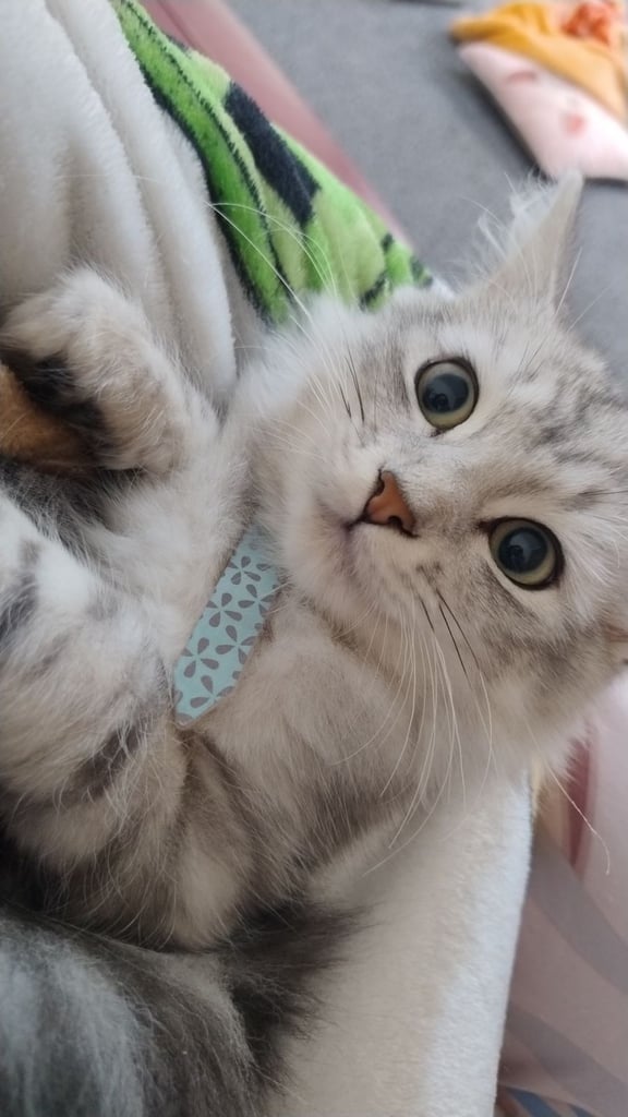 Rare chinchilla Persian Two Kittens And 18 Months Old Maine Coon Female Cat