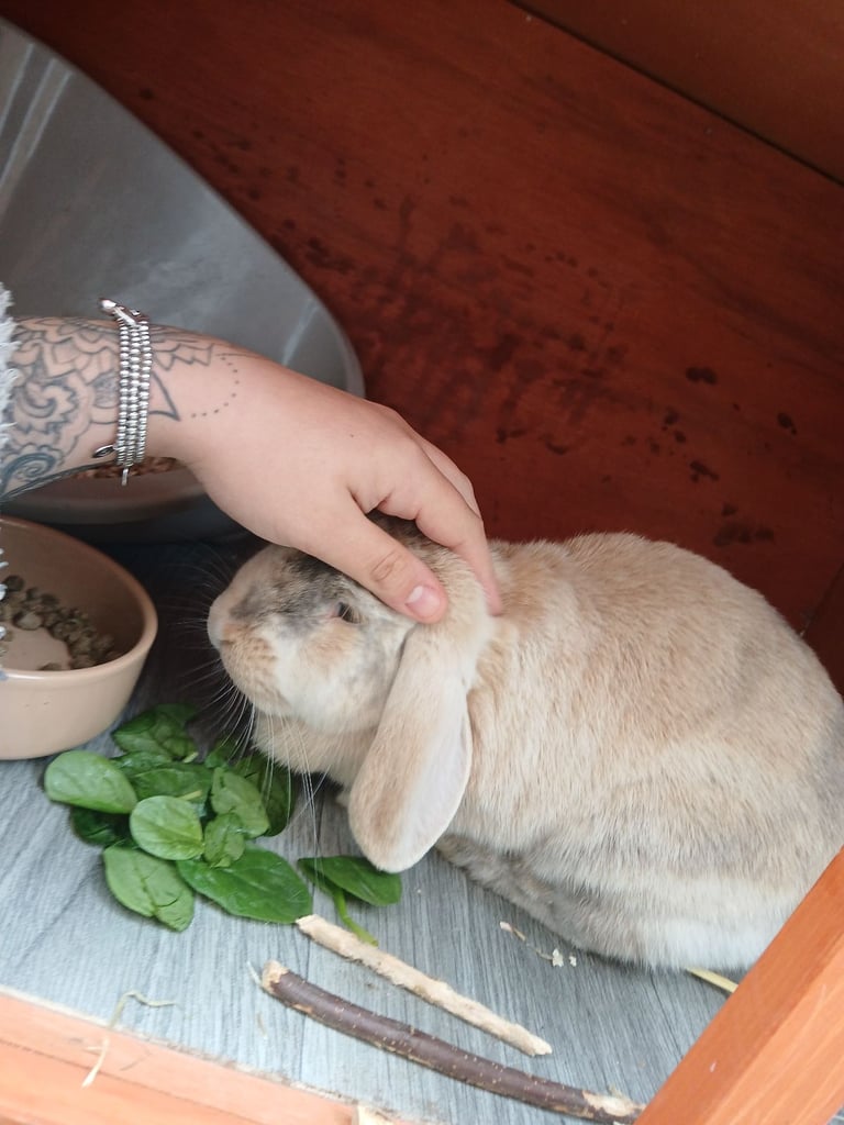 image for Female lop rabbit 
