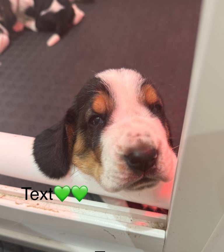 Chunky Bassett Hound Puppies 