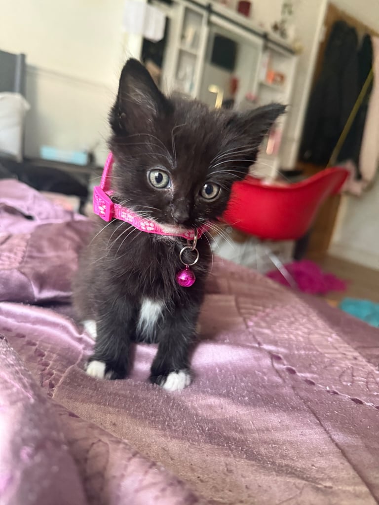 5 kittens for sale 4 girls 1 boy