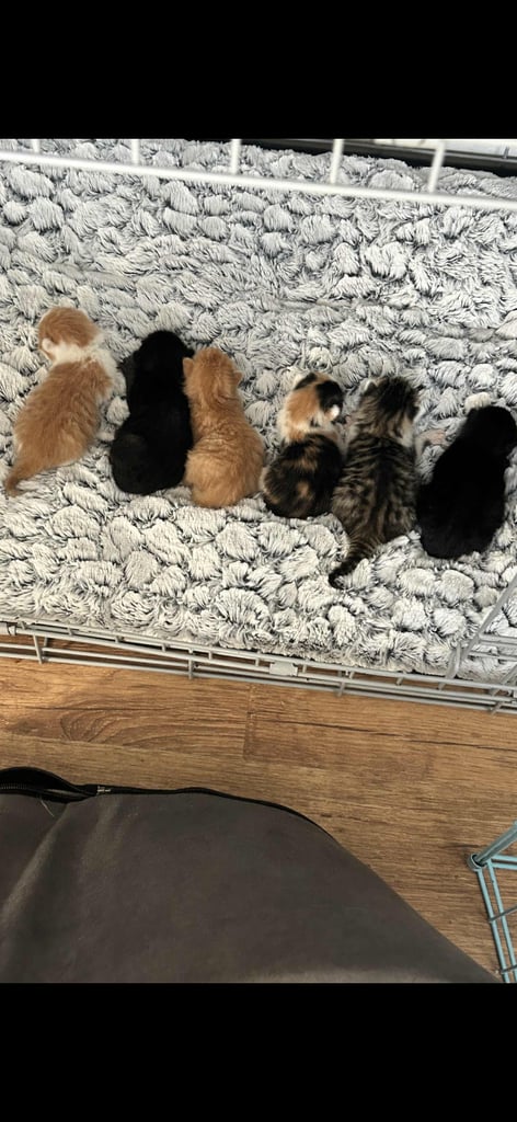 6 kittens looking for there forever homes 