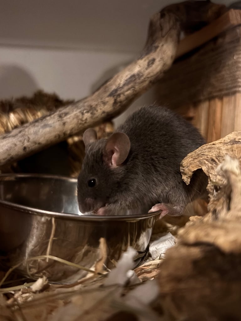 image for fancy mice 