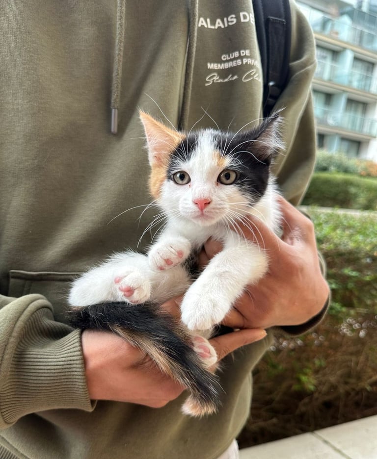 Adorable playful calico kittens 