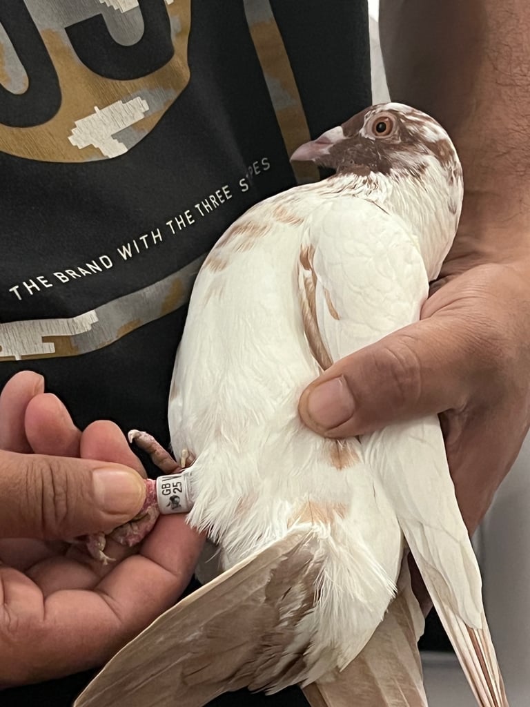 Colour racing pigeon 