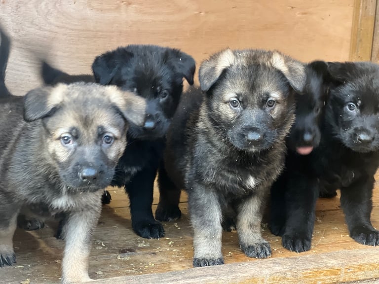 TOP CZECH LINE GERMAN SHEPHERD PUPPIES AVAILABLE!!