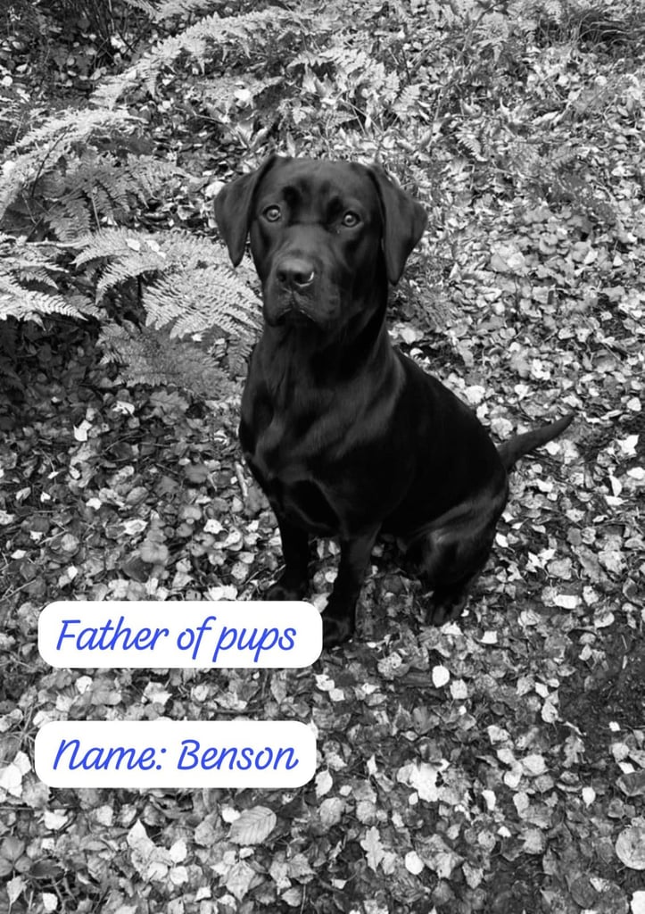 Labrador Retriever Puppies Available Now