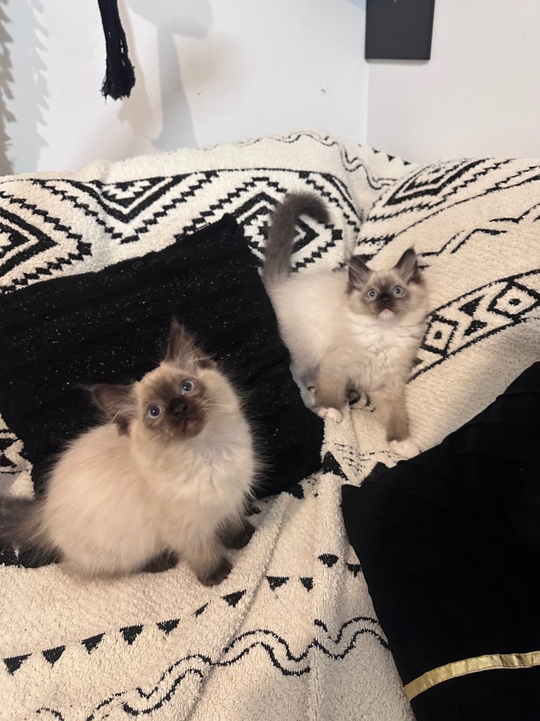 Ragdoll kittens 