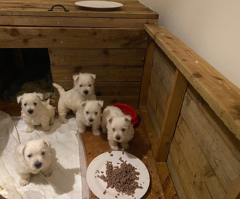 Westie pups