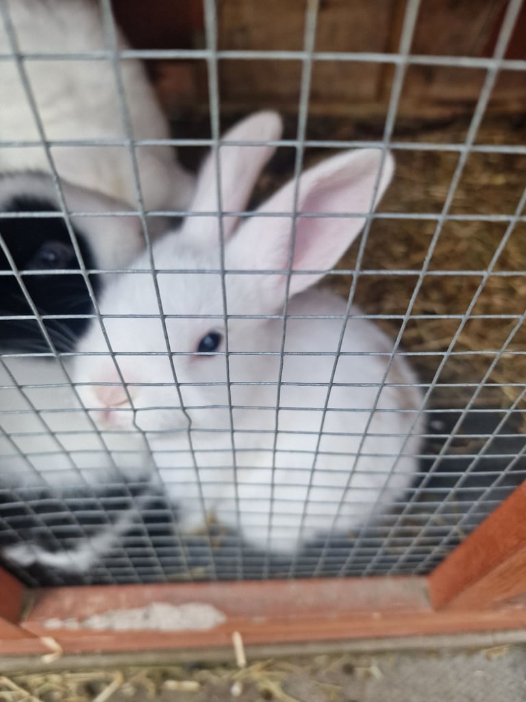 baby rabbits for sale x 5