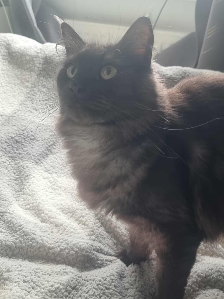 Black smoke female mainecoon 