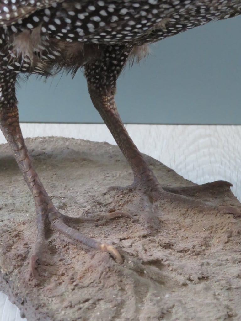 South African Guinea Fowl