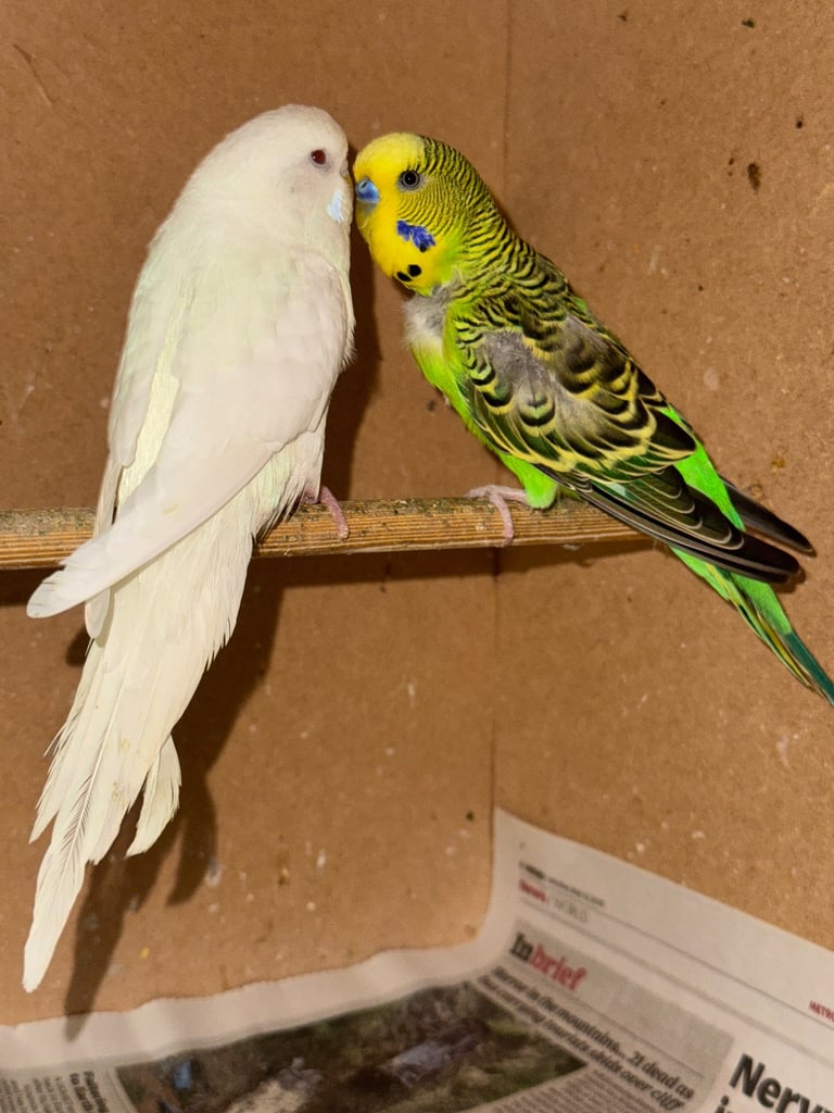 Budgies 