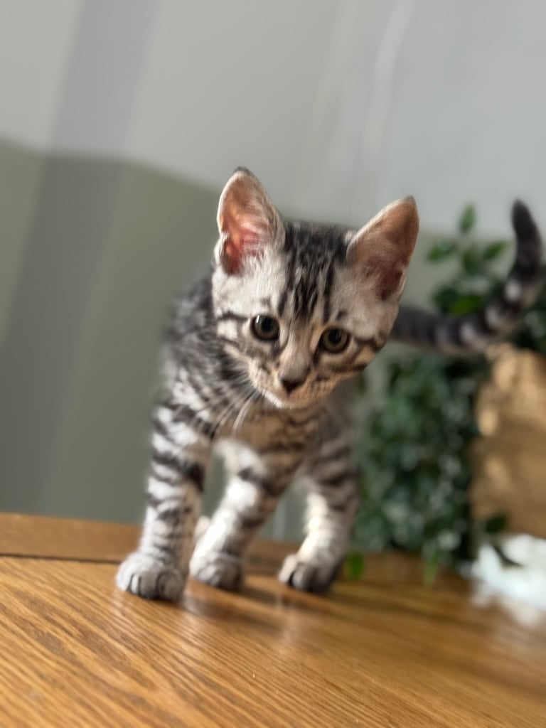 Maine coon cross Bengal kittens ready now 