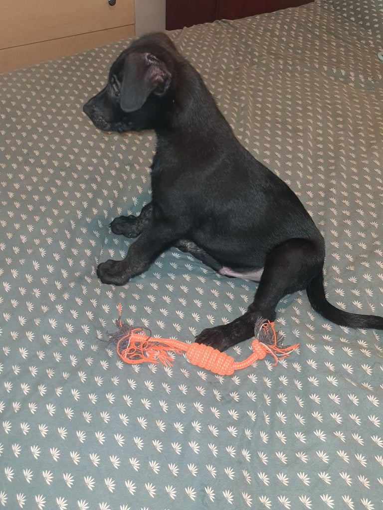 Cane corso x