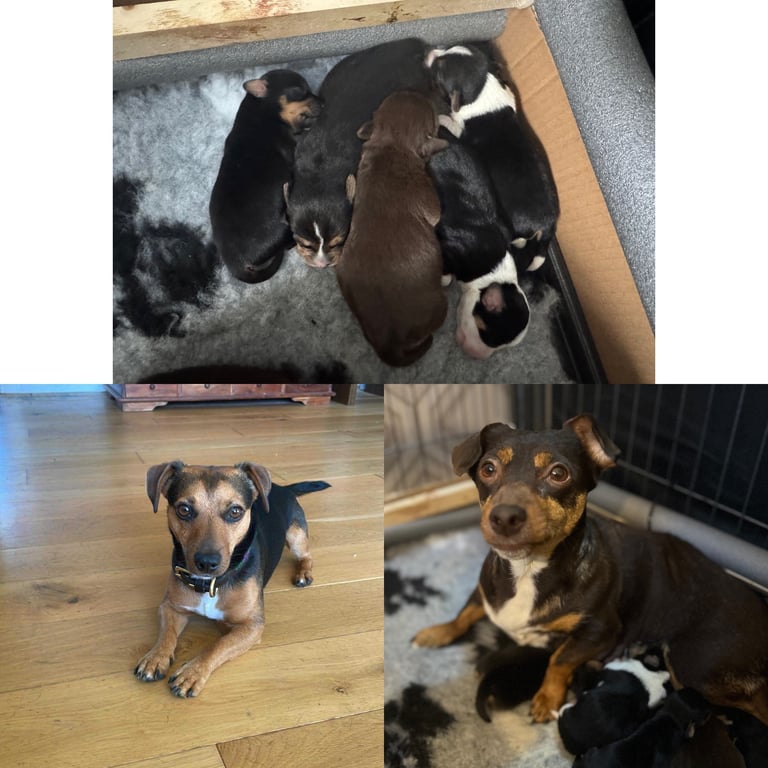 Jack Russell puppies available end of novemeber 
