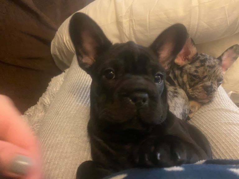 Beautiful French bulldogs NOW TWO LEFT