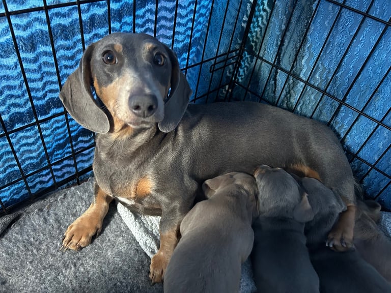 Beautiful Miniature Dachshund Puppies