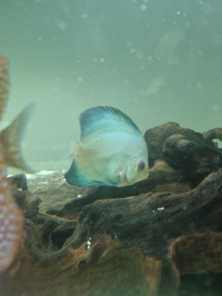 Discus Fish.        