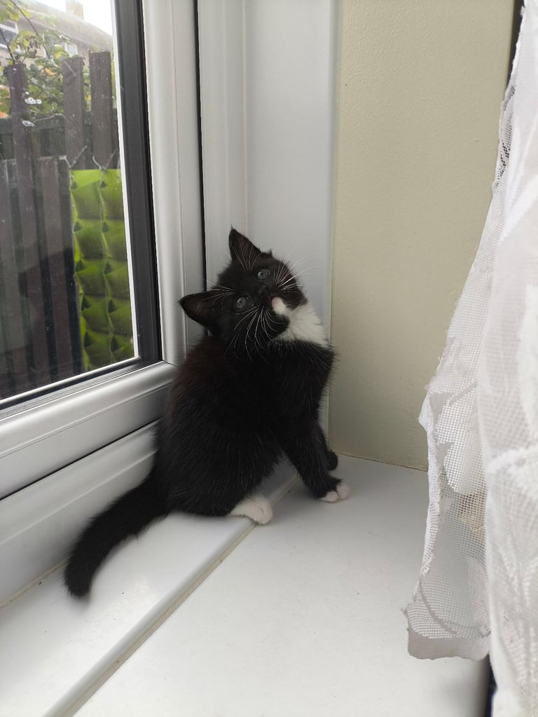 image for Nice kittens ready for their own home