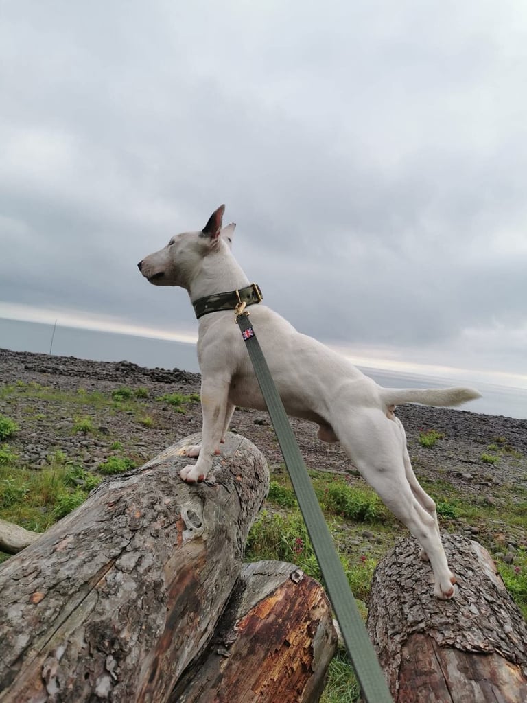 Kc EBT PUP 
