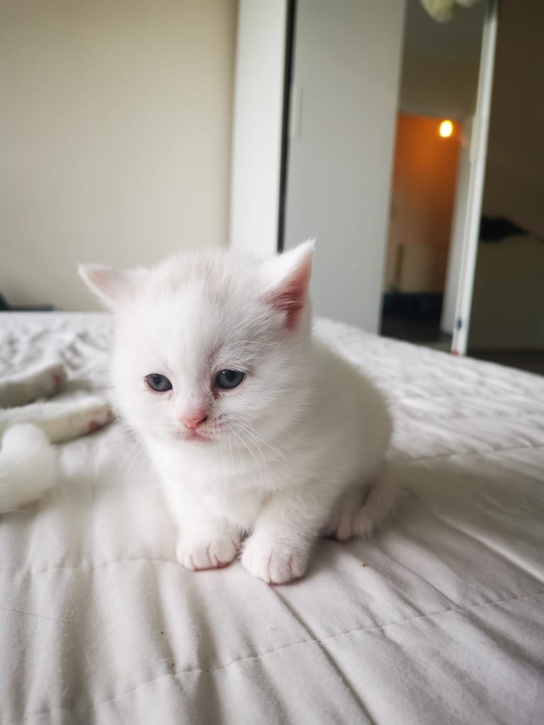 British shorthair kittens  