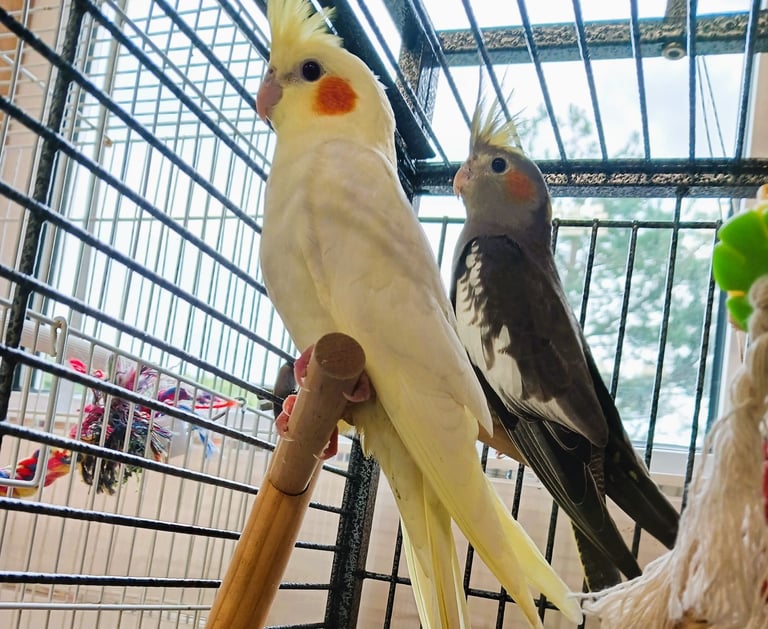 image for Stunning Baby Cockatiels for sale, 3 months old £85 each