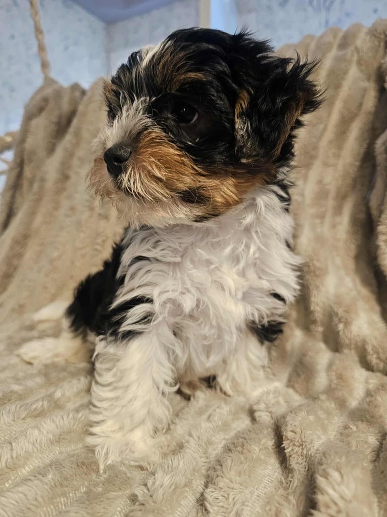 Yorkshire terrier Tricolor.  Ready now