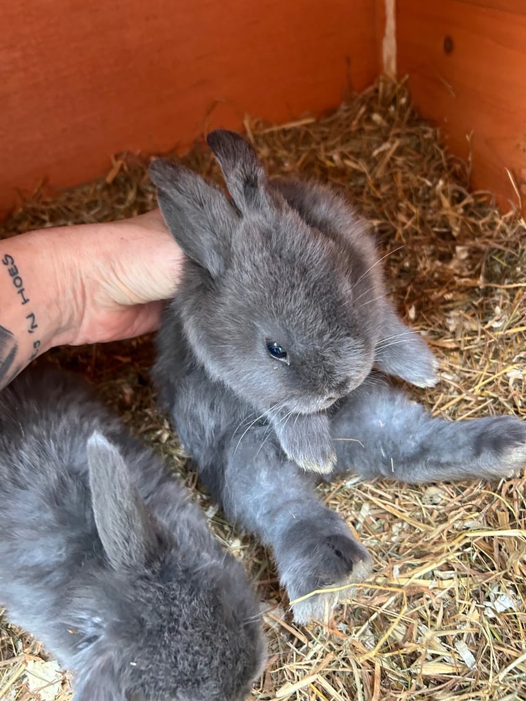 Baby mini lop (ready now)
