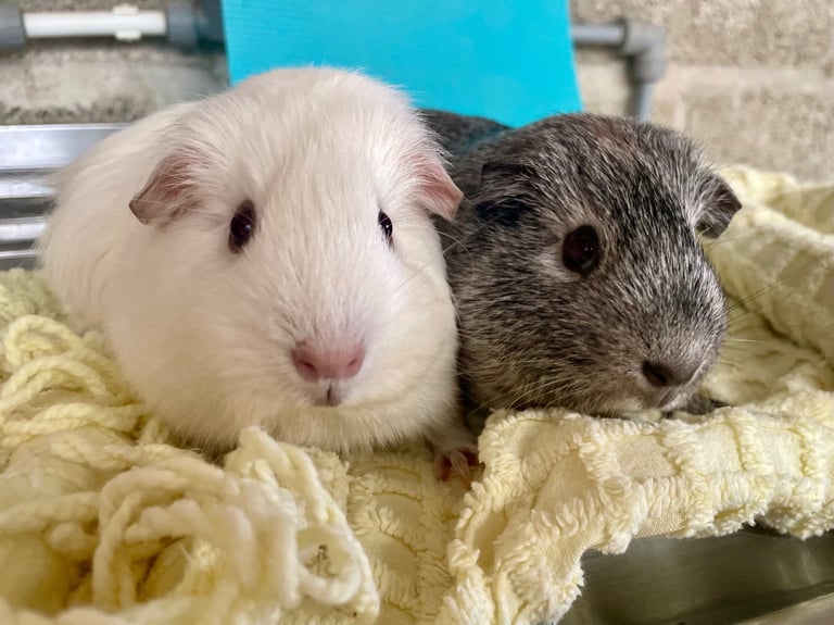 Female guinea-pigs