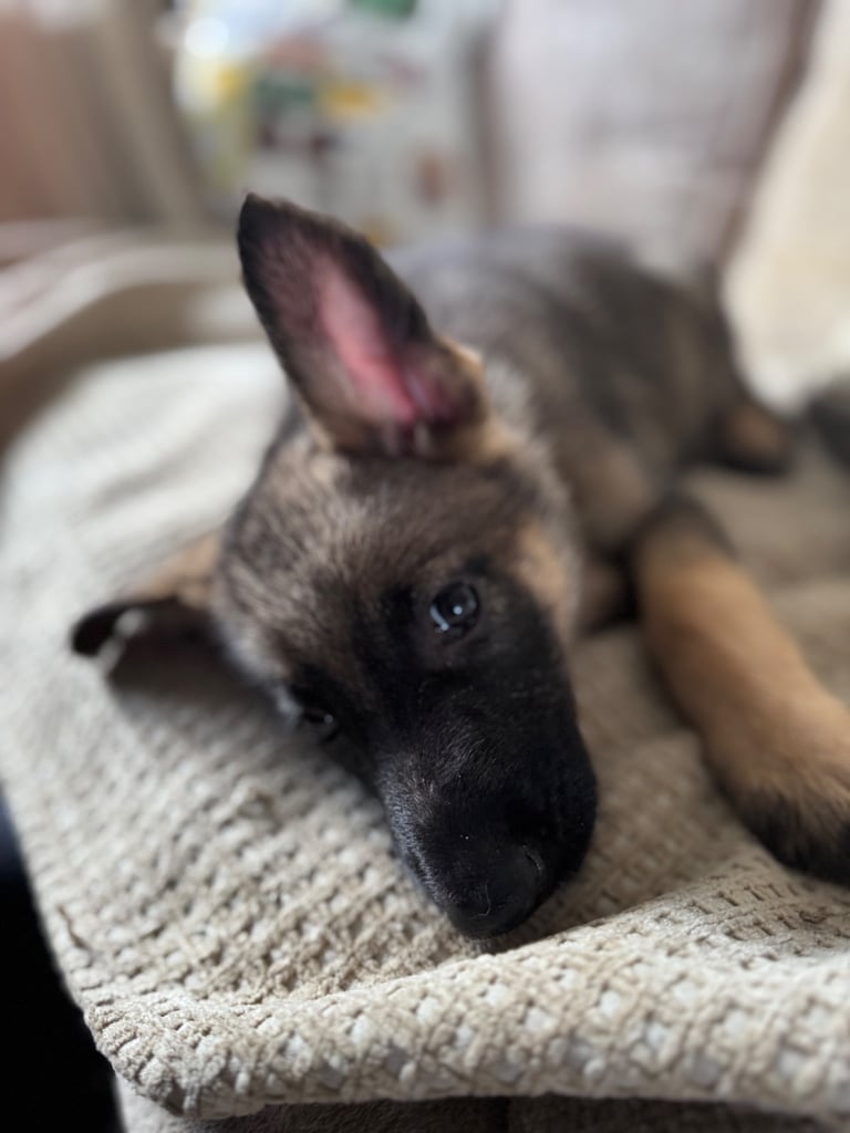 German shepherd x Belgian Malanois puppies 
