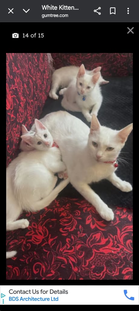 Khao Manee White male kitten
