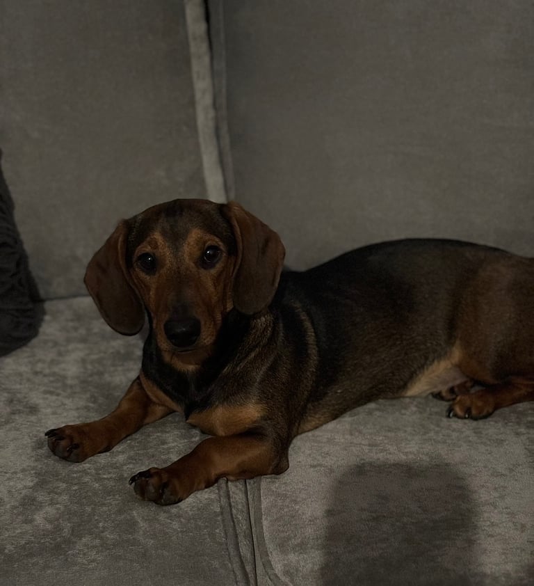 Female dachshund for sale 