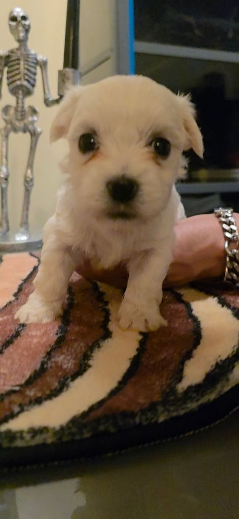 Adorable Maltese  Puppies 