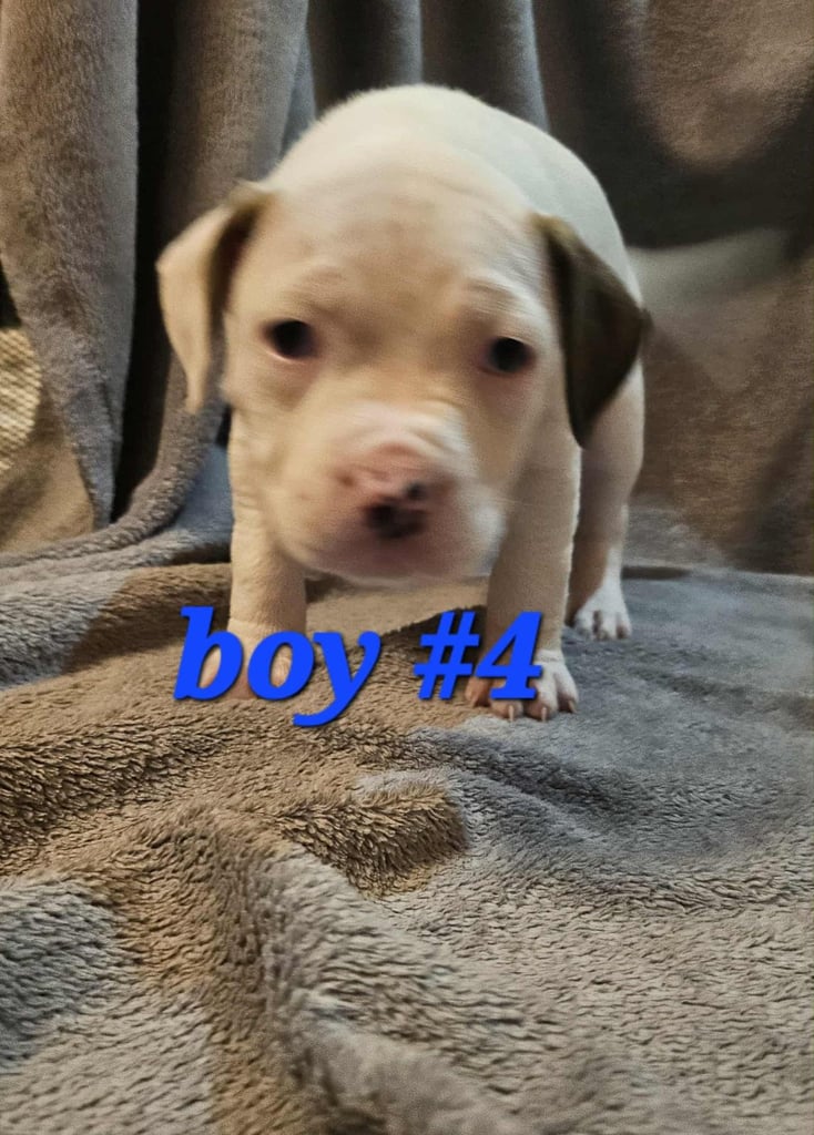 American bulldog puppies ❇️£395 read the info❇️