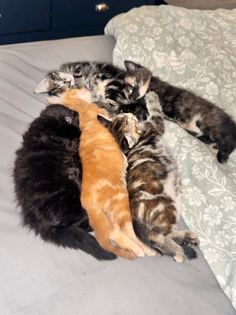 5 beautiful fluffy kittens (mum is half maine coon) 
