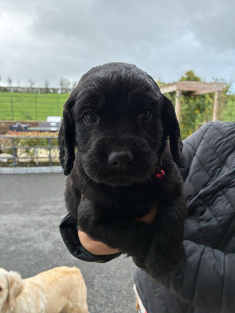 image for Pups for sale 