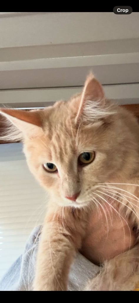 Female main coon for sale