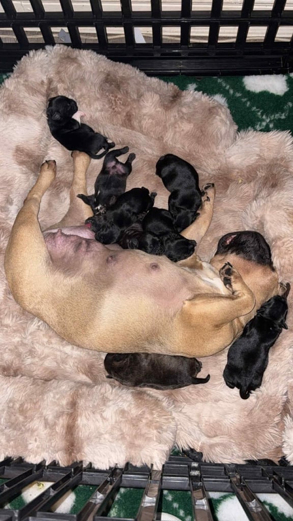 image for French bull dog X Staffordshire bull terrier