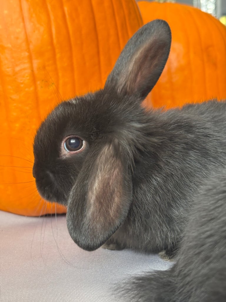 Pure mini lops