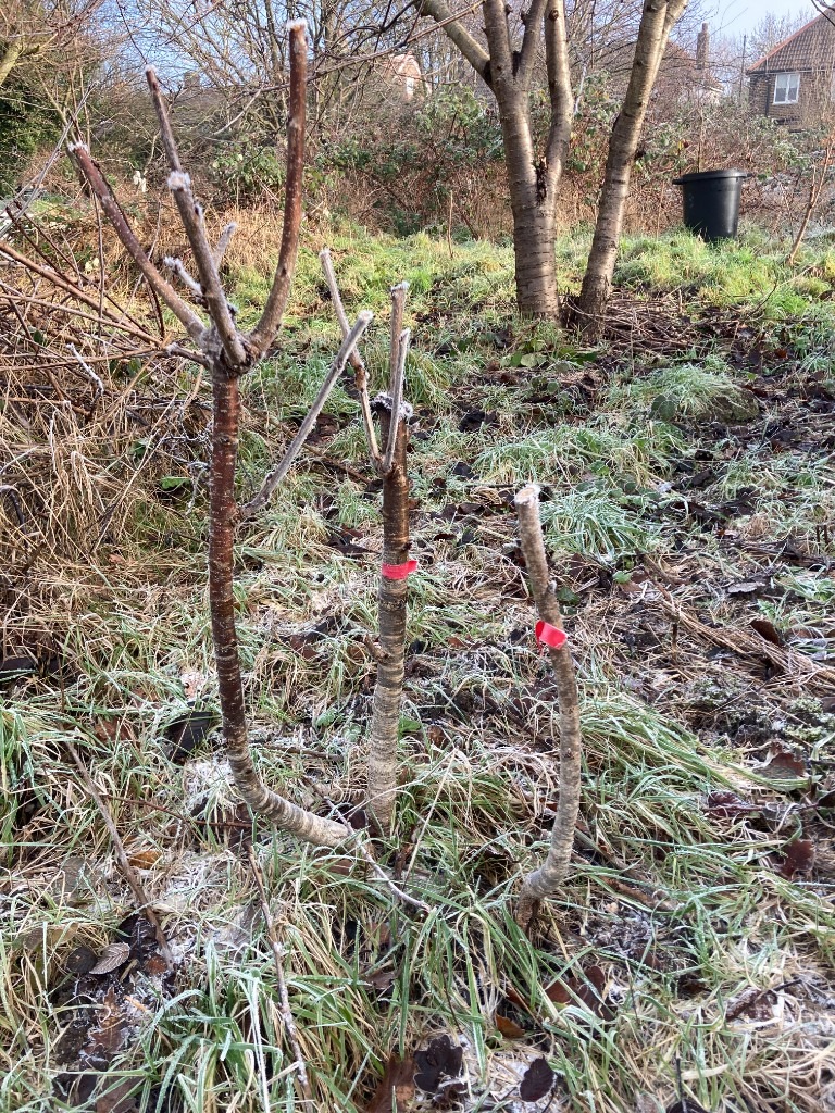 American cherry (Big size cherry) trees (£20 per tree)